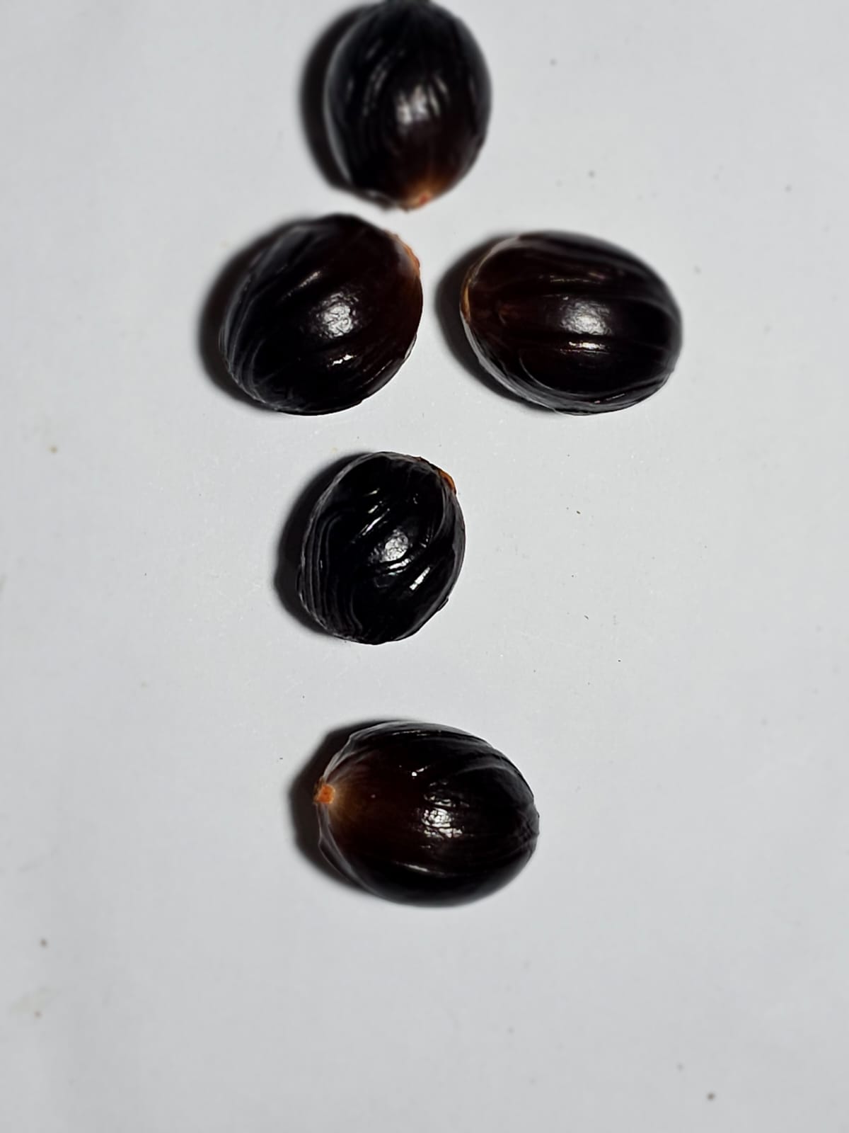 Nutmeg 80/85 Grade